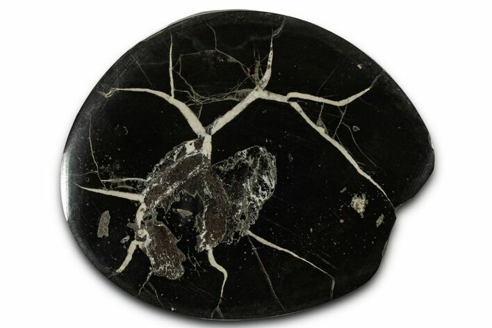 Polished Fish Coprolite (Fossil Poo) Nodule Half - Scotland #355222